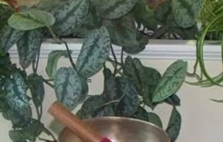 Seasons of Peace Yoga