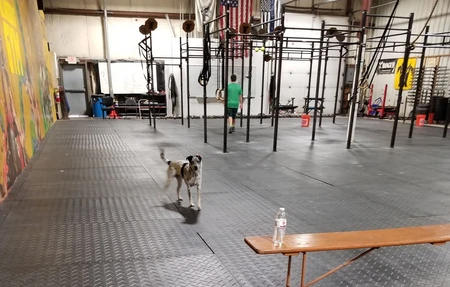 Blind Dog Gym