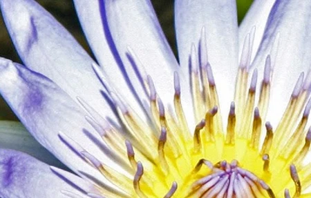 Garnet Lotus Healing Arts
