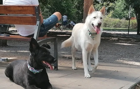 Vane Park Dog Park