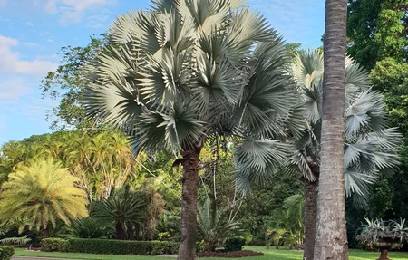 Townsville Parkour meeting point - Paxton St Queens Gardens