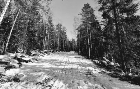Sundsvall Bosvedjan