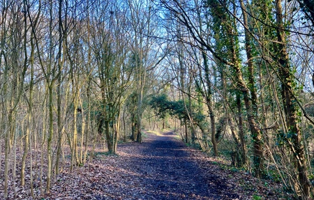 Thundersley Glen Mtb Track